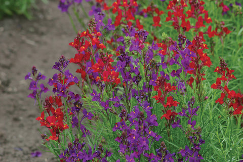 Linaria