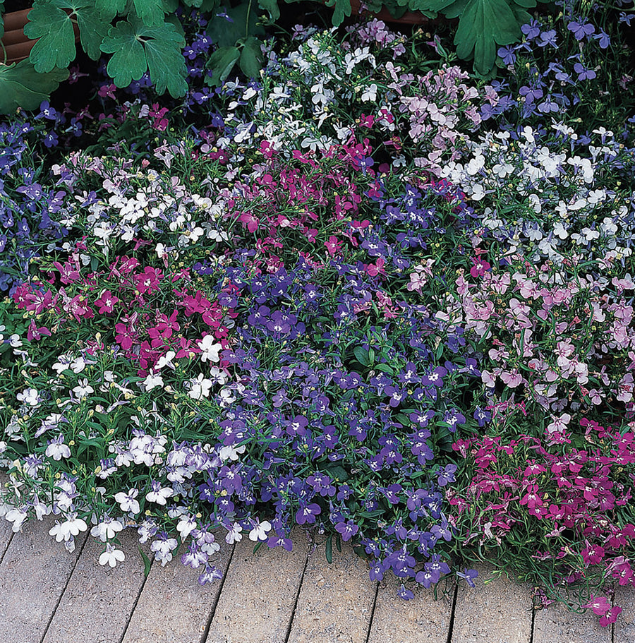 Lobelia, Riviera Mix:SE