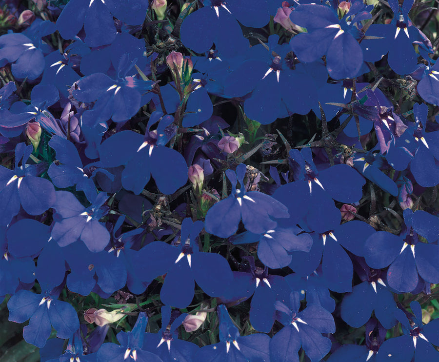 Lobelia, Riviera Marine Blue