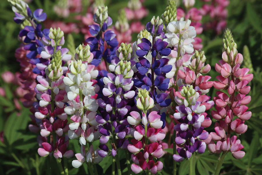 Lupins, Avalune Mix
