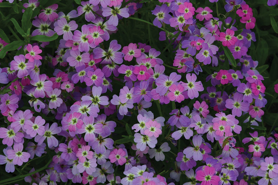 Malcolmia, Spring Sparkle