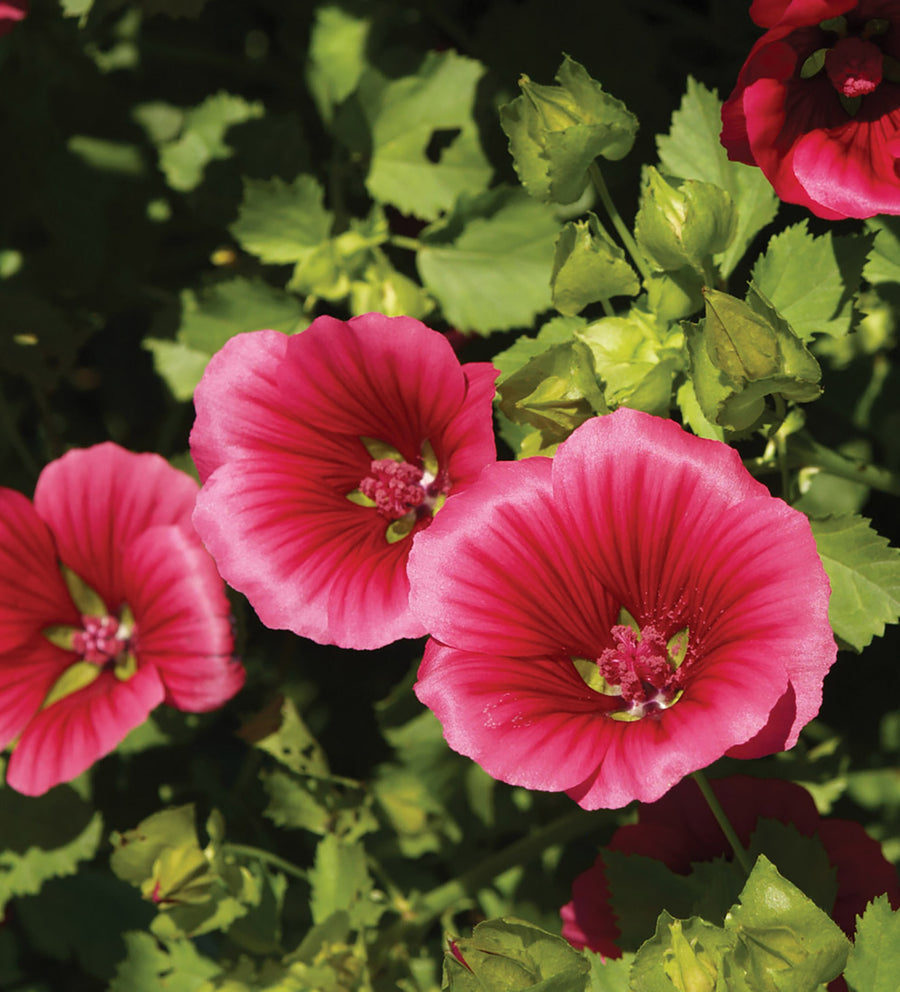 Malope, Vulcan