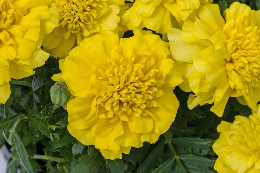 Marigold, Superhero Deep Yellow