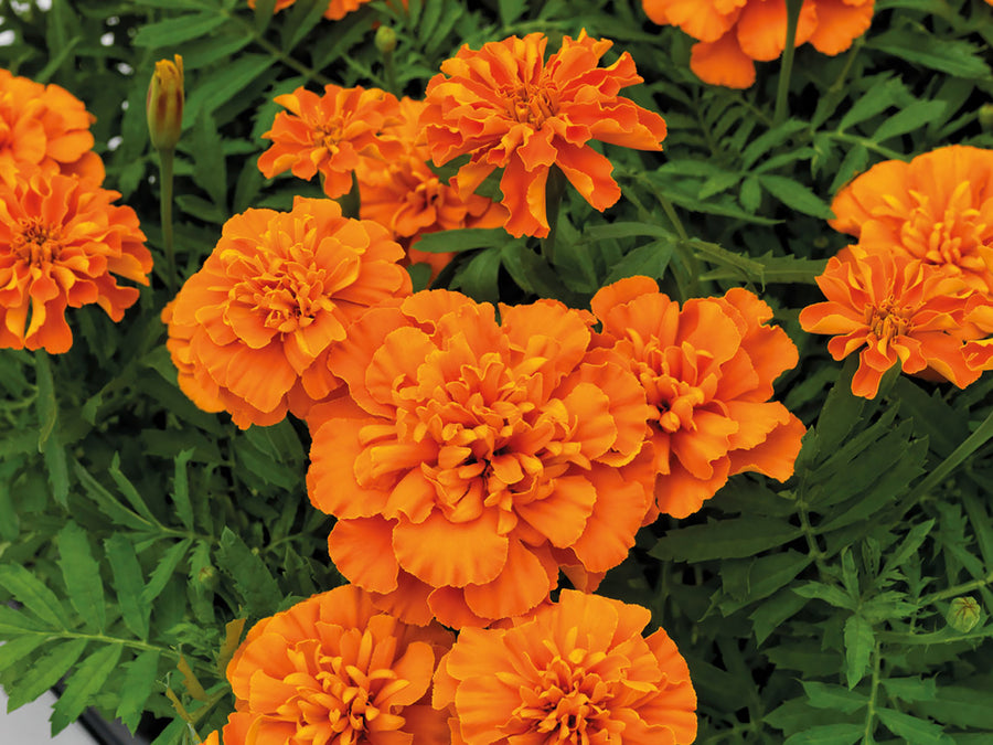 Marigold, Superhero Deep Orange