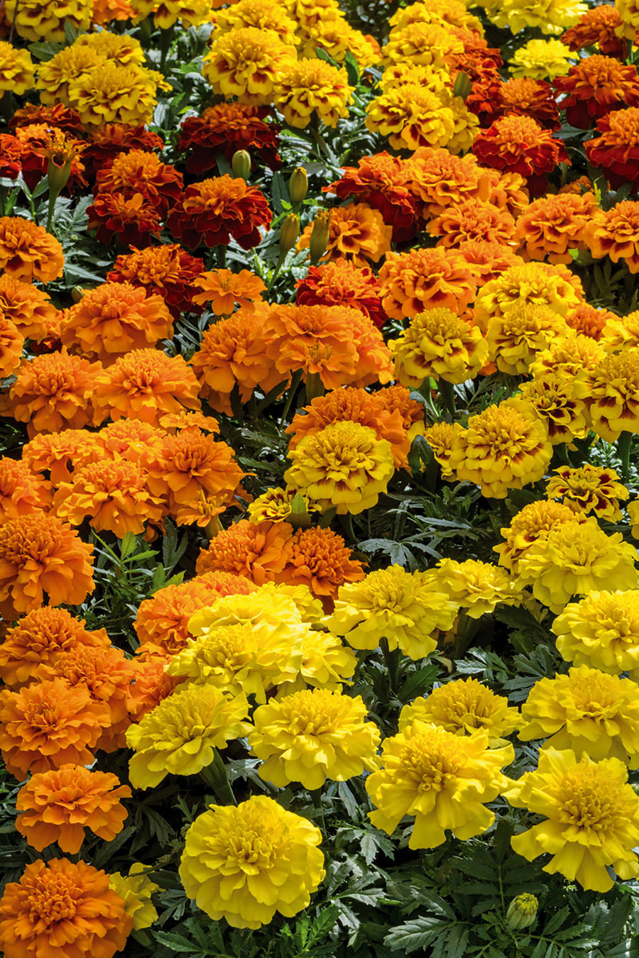 Marigold, Superhero Mixture