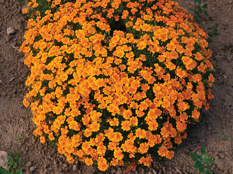 Marigold, Orange Gem