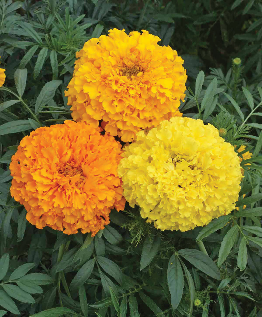 Marigold, Cracker Jack Mix