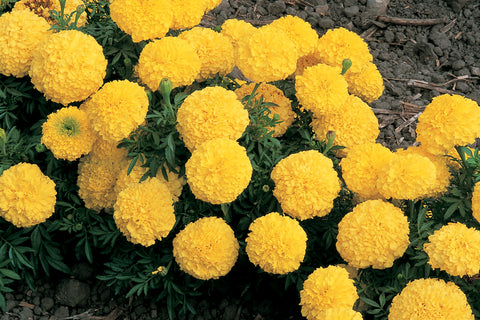 Marigold, Inca II Yellow Hybrid