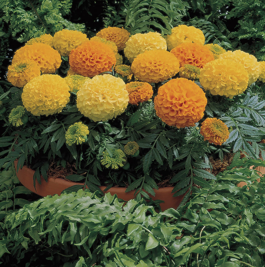 Marigold, Antigua Mix