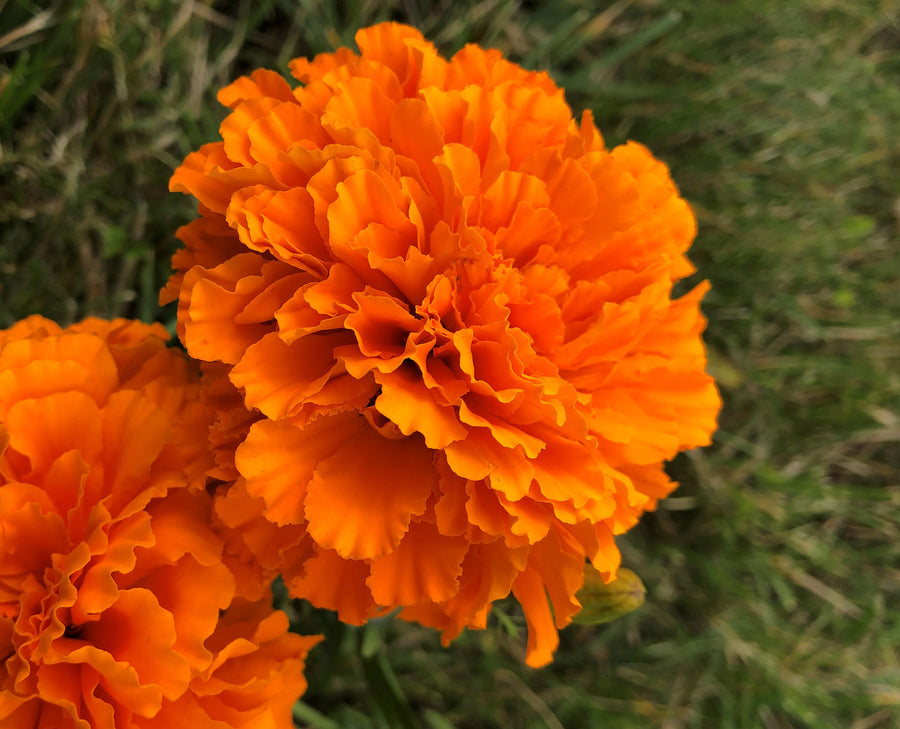 Marigold, Coco Deep Orange