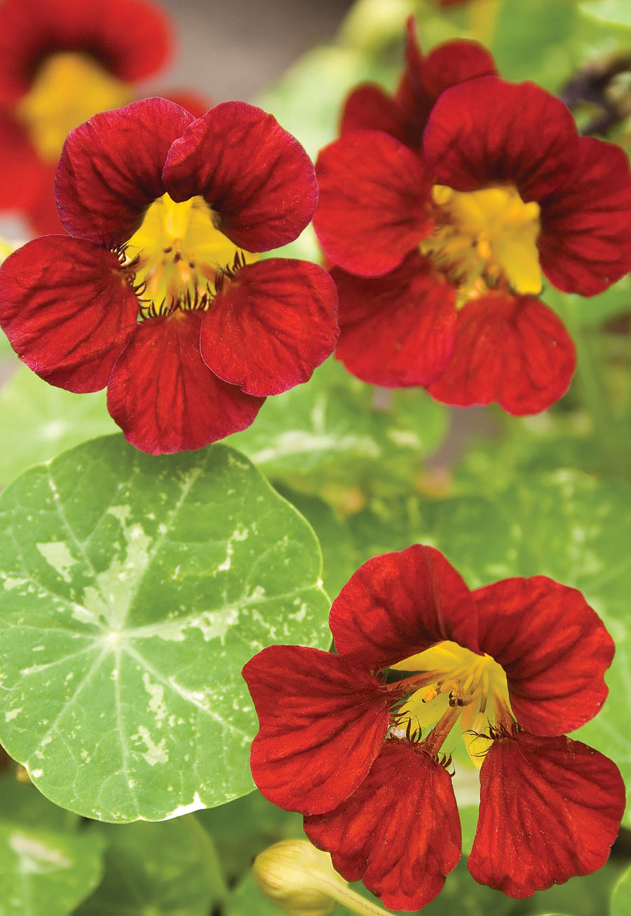 Nasturtium, TT Alaska Red Shades