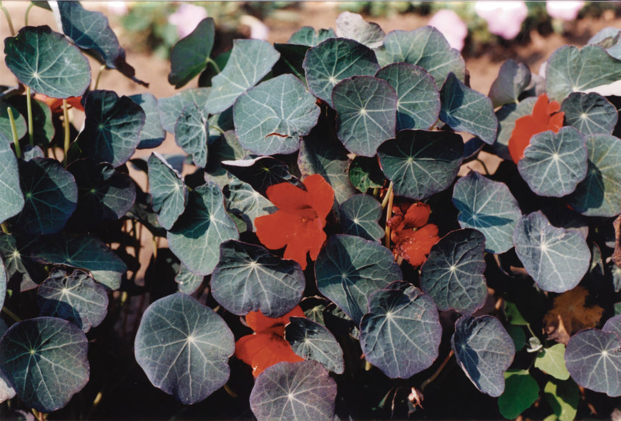 Nasturtium, Empress of India