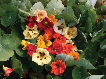 Nasturtium, Dwarf Jewel Double Mixture