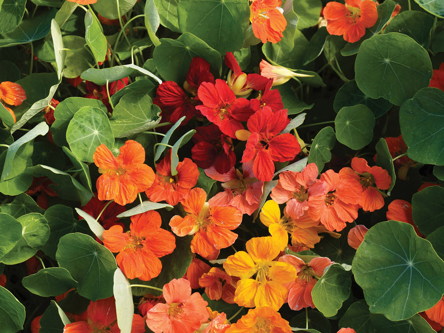 Nasturtium, Whirlybird Mixture