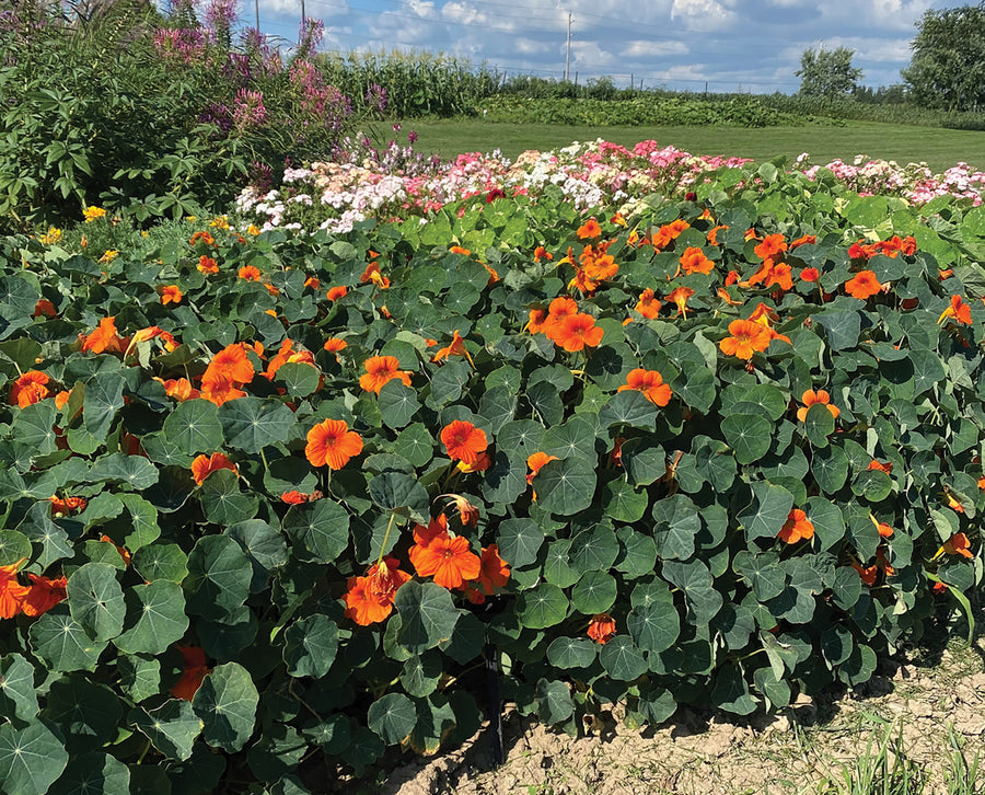 Nasturtium, Baby Orange