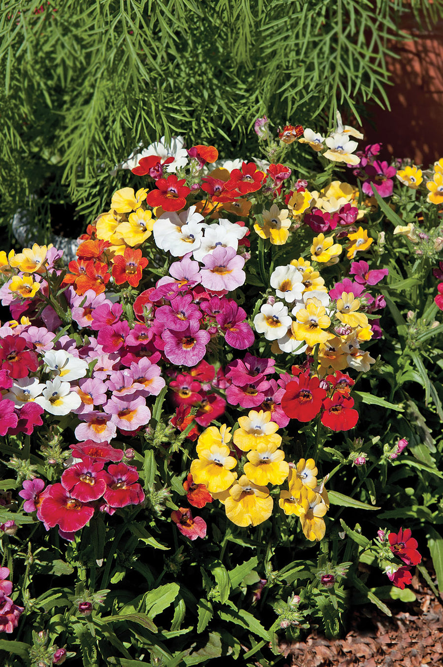 Nemesia, Carnival Mixed