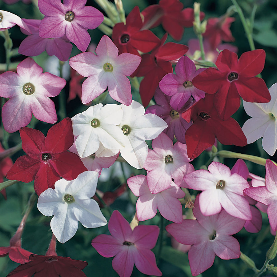 Nicotiana, Perfume Mix