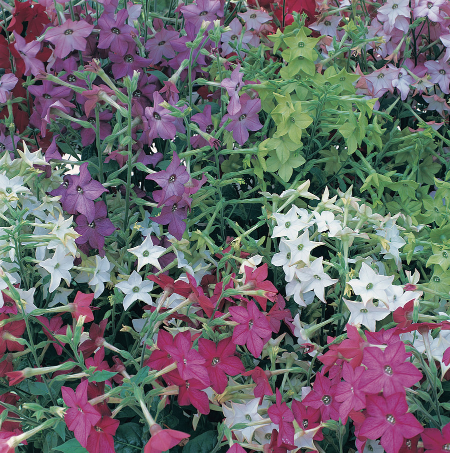 Nicotiana, Perfume Mix