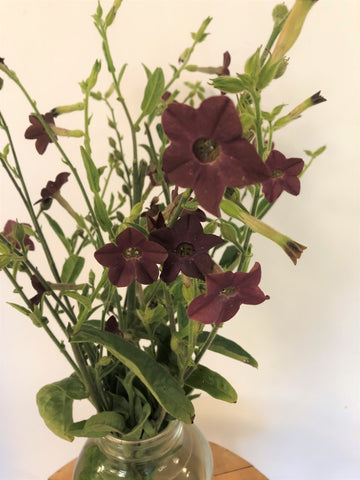 Nicotiana, Bronze Queen