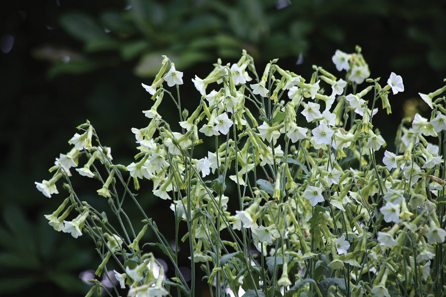 Nicotiana, Starlight Dancer