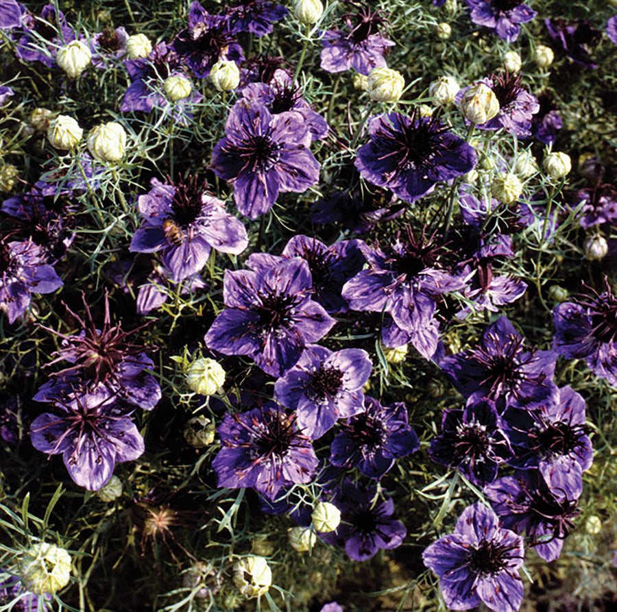 Nigella, Midnight