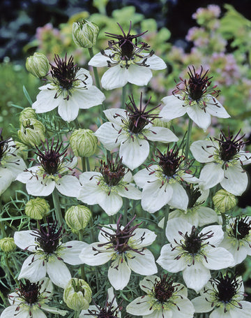 Nigella, Eclipse