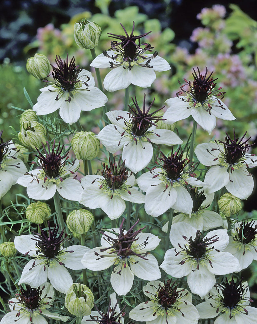 Nigella, African Bride