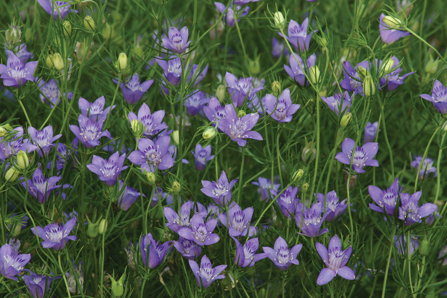 Nigella, Blue Stars