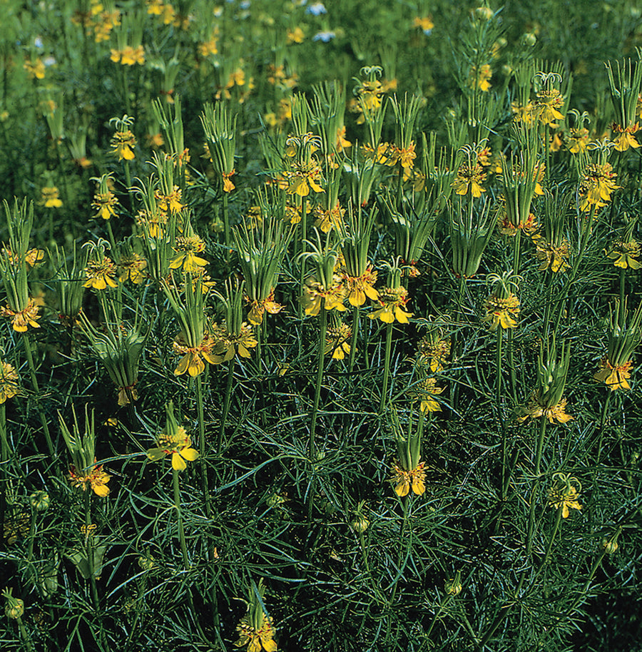 Nigella, Transformer
