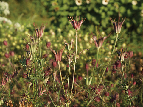 Nigella, Transformer