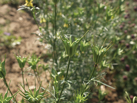 Nigella, Transformer