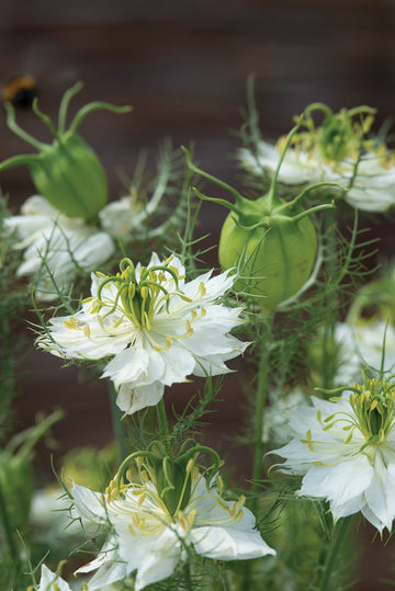Nigella, Albion Green Pod