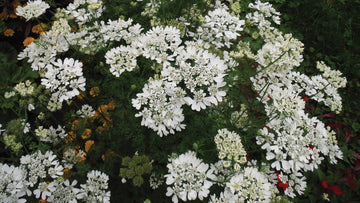 Orlaya, White Lace