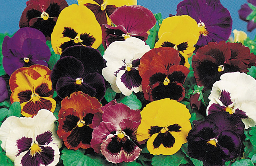 Pansy, Swiss Giants Florist Mixture