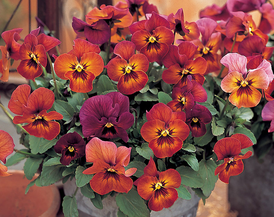 Pansy, Nature Mulberry Shades