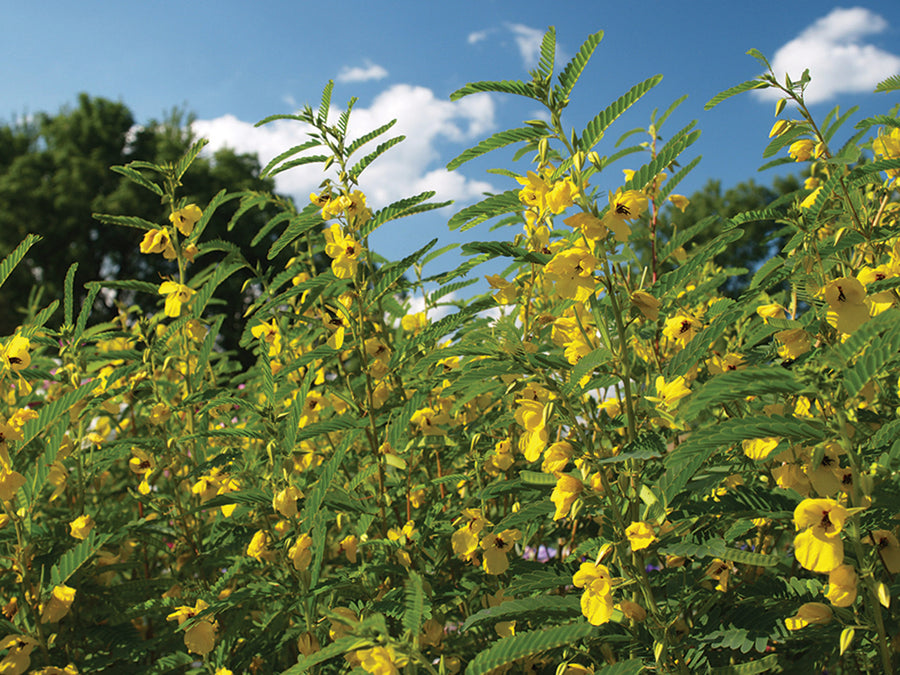 Partridge Pea