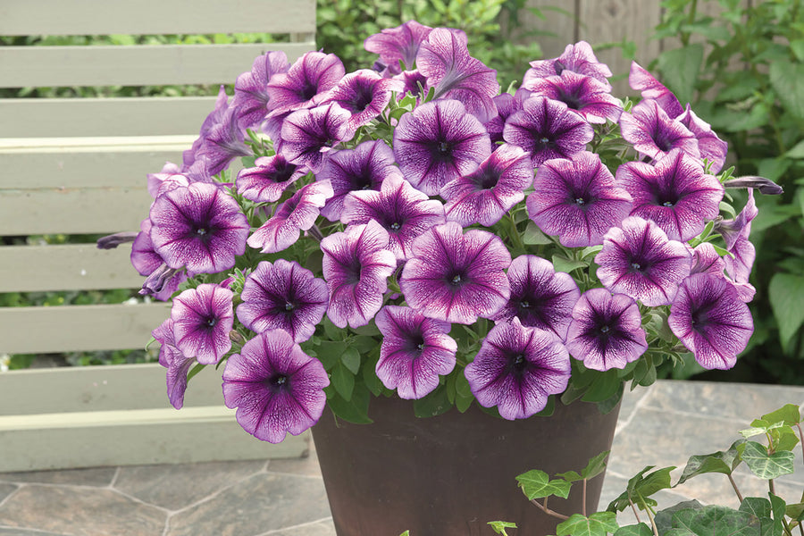 Petunia, Trilogy Purple Vein