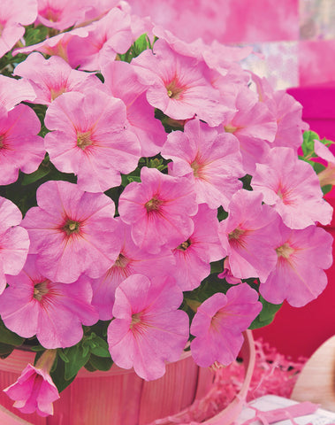 Petunia, Trilogy Pink Lips