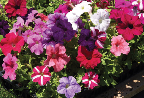 Petunia, Tritunia Mix
