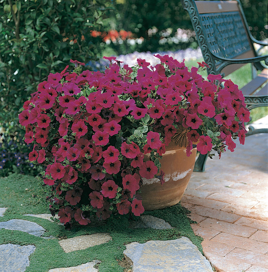 Petunia, Purple Wave