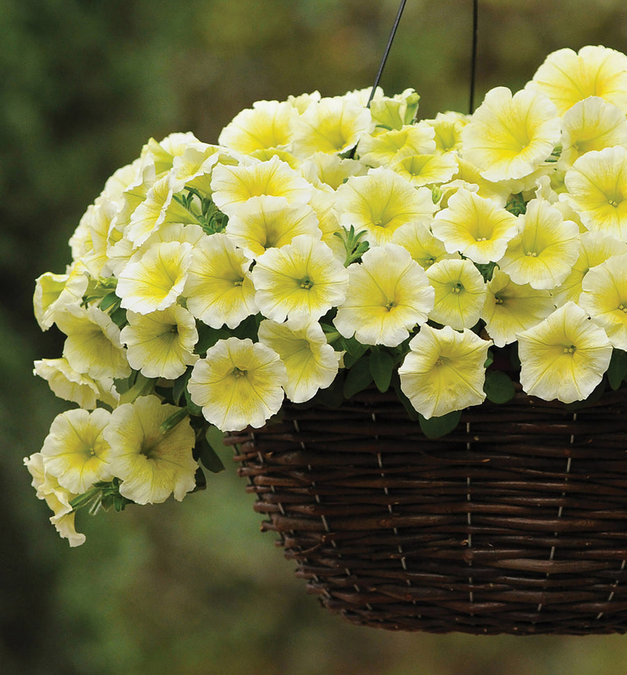 Petunia, Easy Wave Yellow
