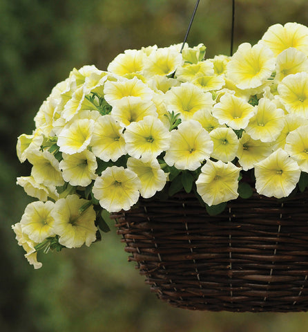 Petunia, Easy Wave Yellow