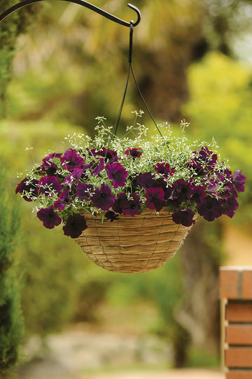 Petunia, Burgundy Velour