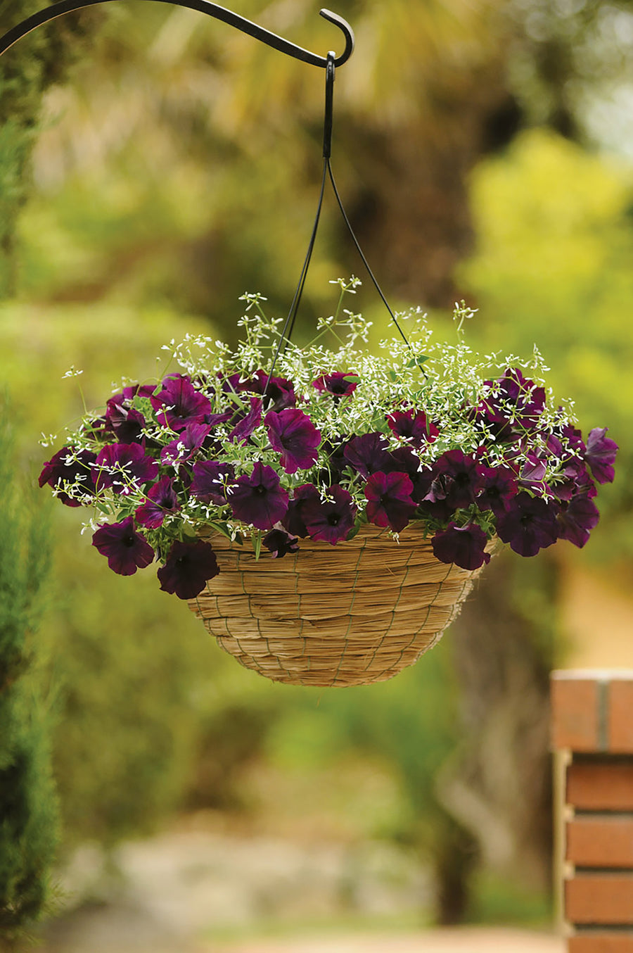 Petunia, Burgundy Velour