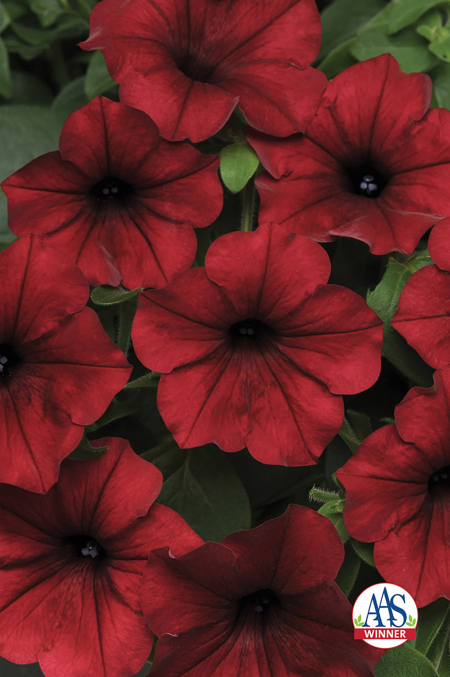 Petunia, Tidal Wave Red Velour