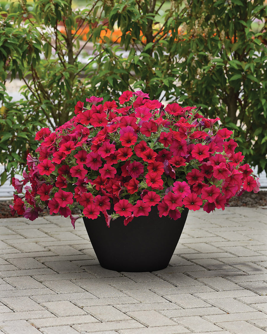 Petunia, Wave Carmine Velour