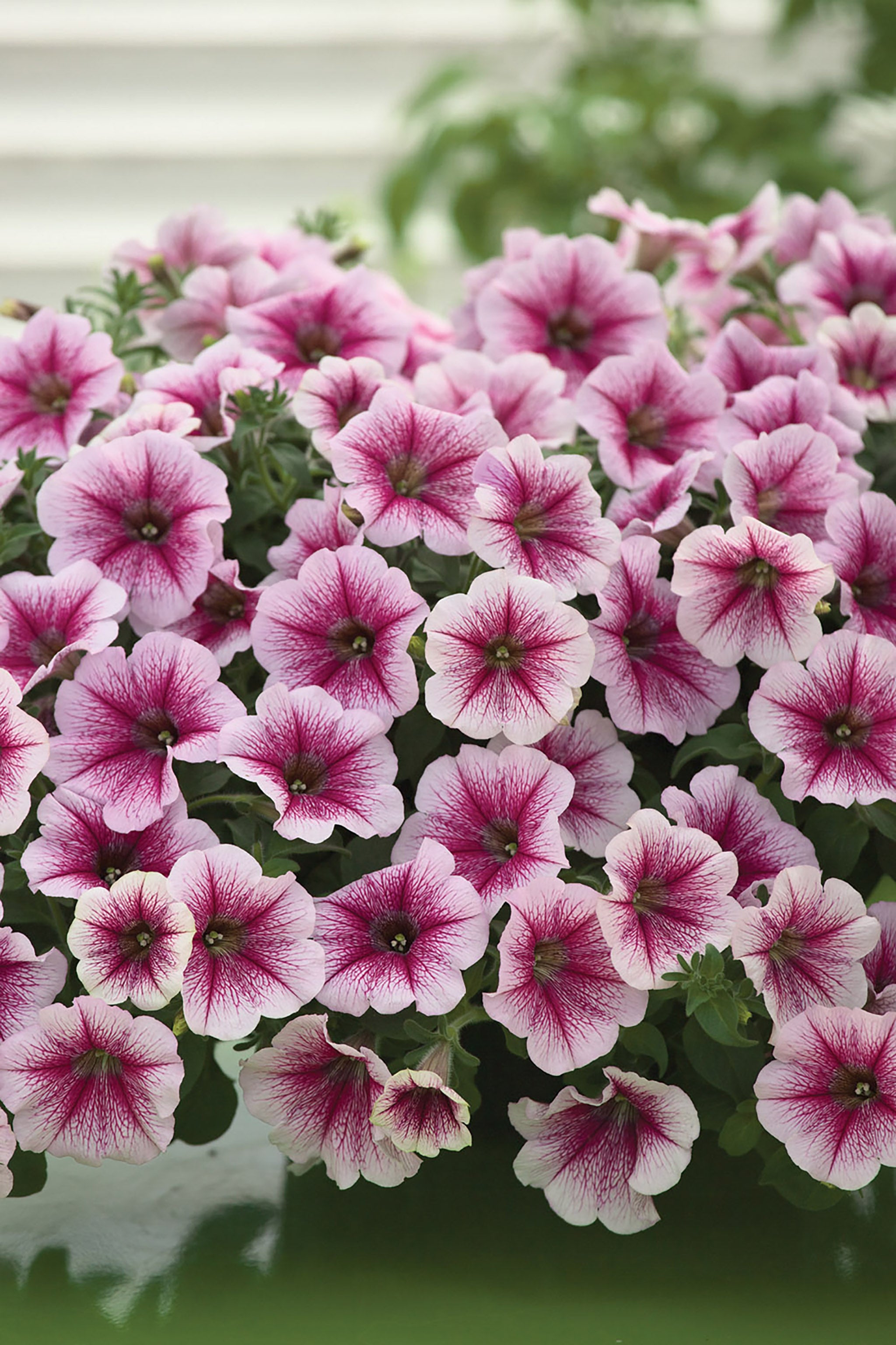 Petunia, Opera Raspberry Ice – William Dam Seeds