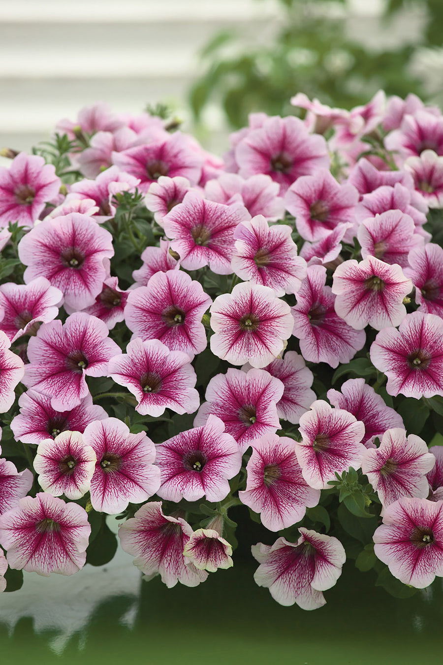 Petunia, Opera Raspberry Ice – William Dam Seeds