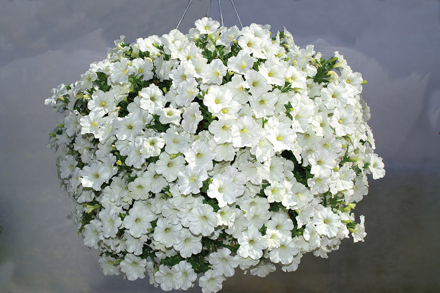 Petunia, OS White