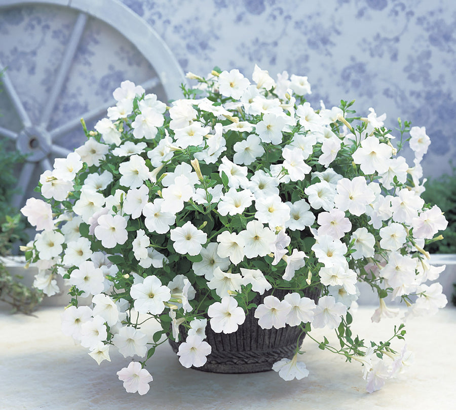 Petunia, OS White